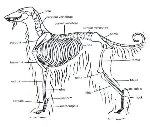 Afghan skeleton